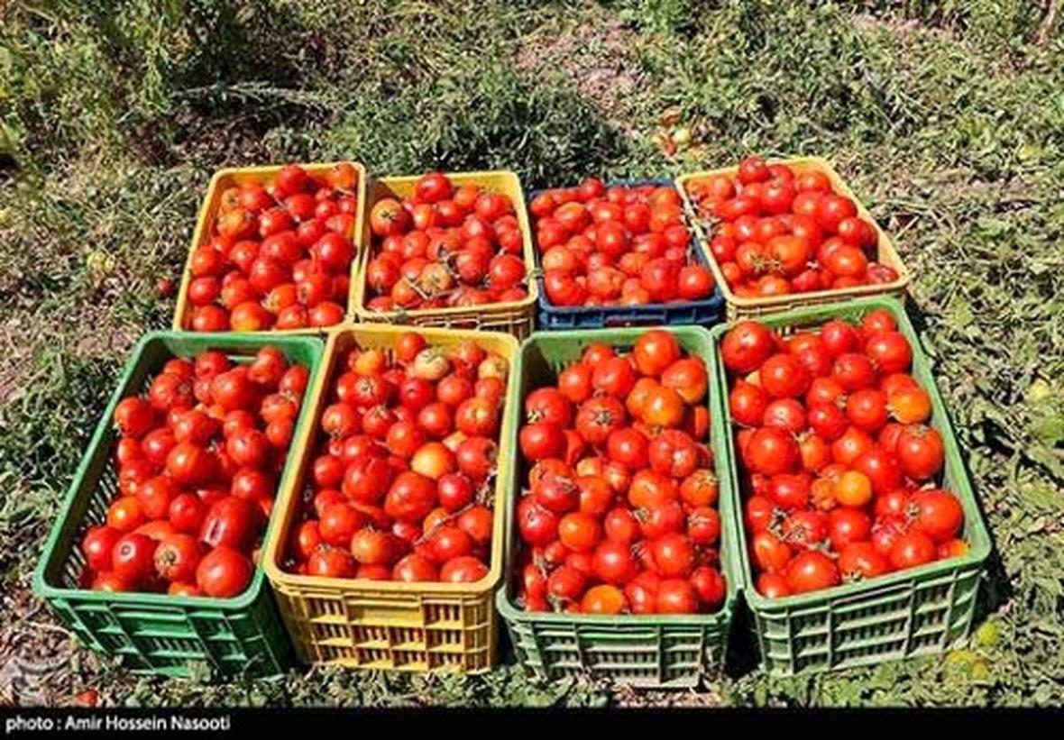 قیمت گوجه به 4هزار تومان می رسد