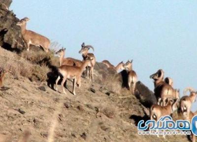 منطقه شکار ممنوع شاسکوه یکی از جاهای دیدنی خراسان جنوبی است