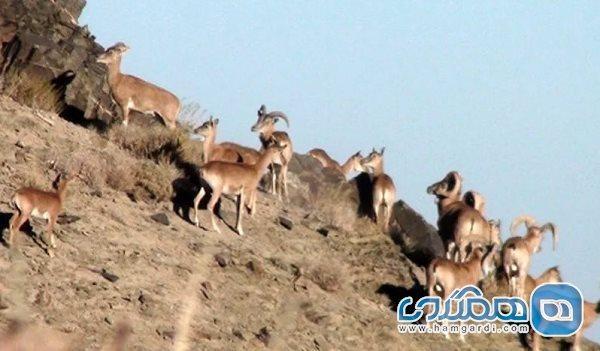 منطقه شکار ممنوع شاسکوه یکی از جاهای دیدنی خراسان جنوبی است