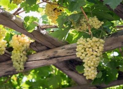 22 هزار تن انگور در شهرستان مشگین شهر برداشت شده است