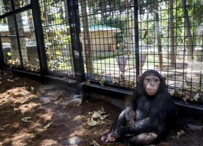 عاقبت شامپانزه های باغ وحش ارم چه شد؟