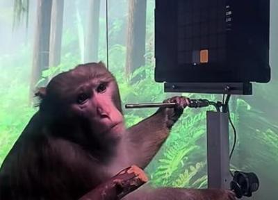 پیوند شگفت انگیز مغز میمون با کامپیوتر در چین