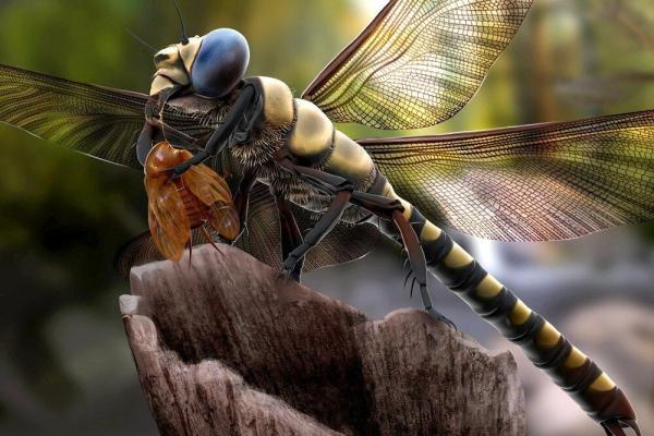کشف علت جالب زندگی حشرات در خشکی