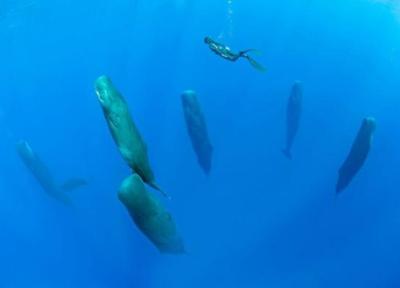 خواب عجیب نهنگ های غول پیکر در آب، فیلم
