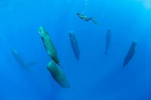 خواب عجیب نهنگ های غول پیکر در آب، فیلم