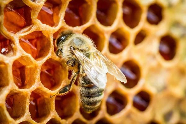 محققان: زنبور ها از انقراض دایناسور ها جان سالم به در بردند
